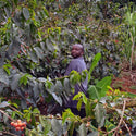 GUSTATORY Stories Kenya Kambarare Coffee (#005)