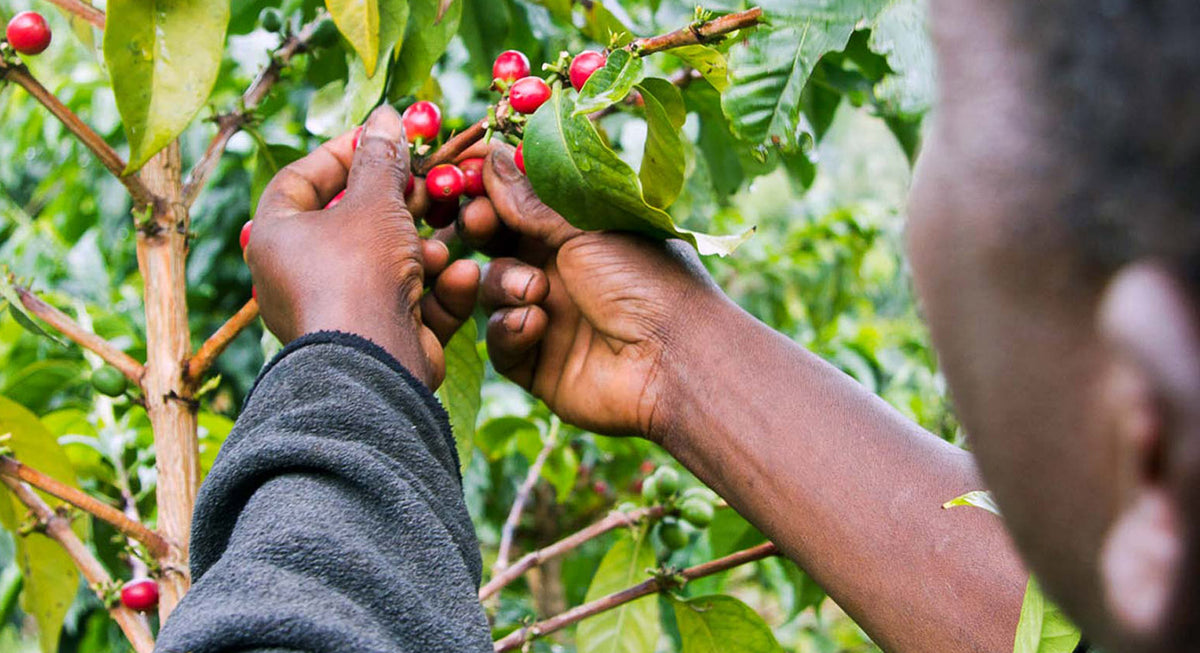  7 Coffee Roasters & Their Efforts For The Environment