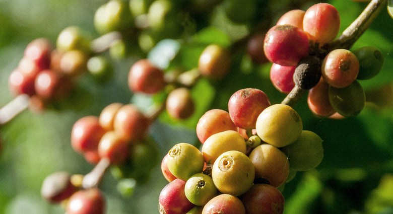  Introduction To Coffee Varietals & Species