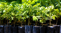  Brew Coffee Plus x The Pledge x One Tree Planted