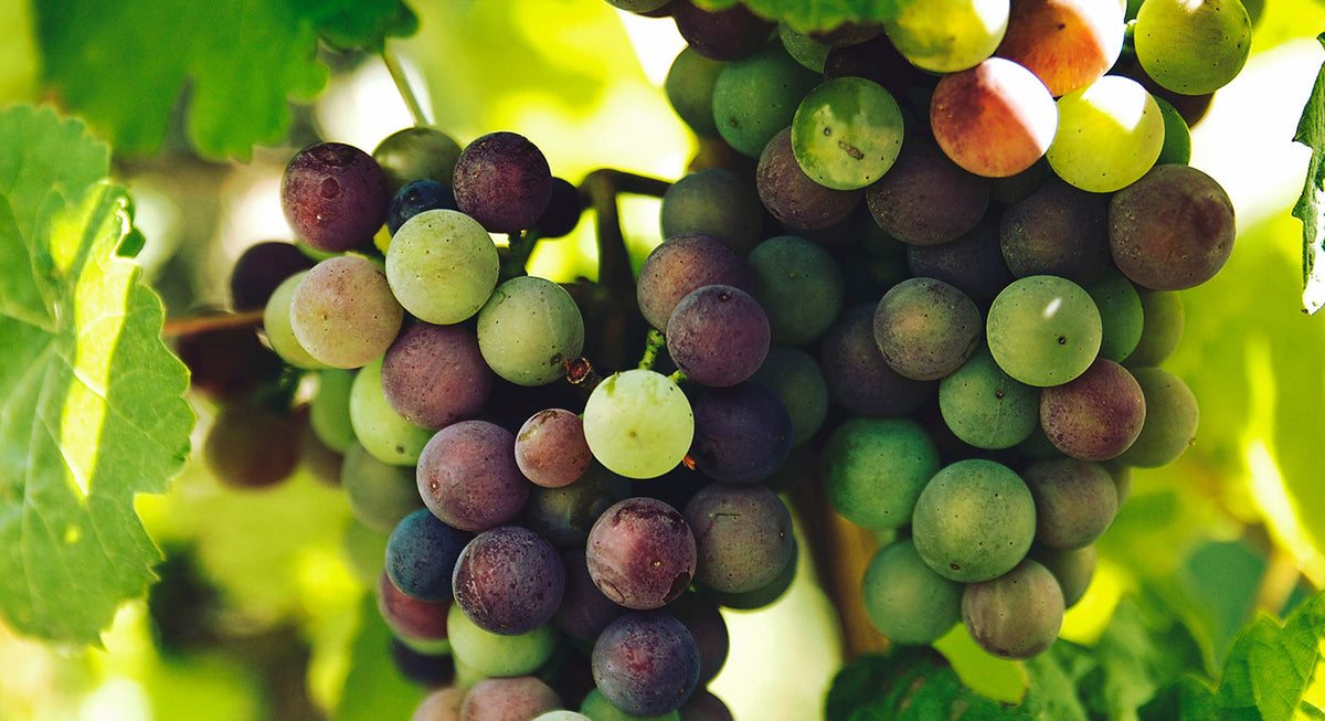  Natural And Biodynamic Wine. What's The Differences?