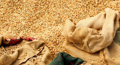  How Environmentally Clean Is Your Coffee Cup?