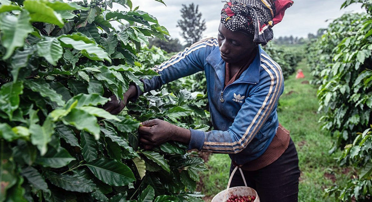 SL28 & SL34 Coffee Varietals. Why They're So Popular - GUSTATORY