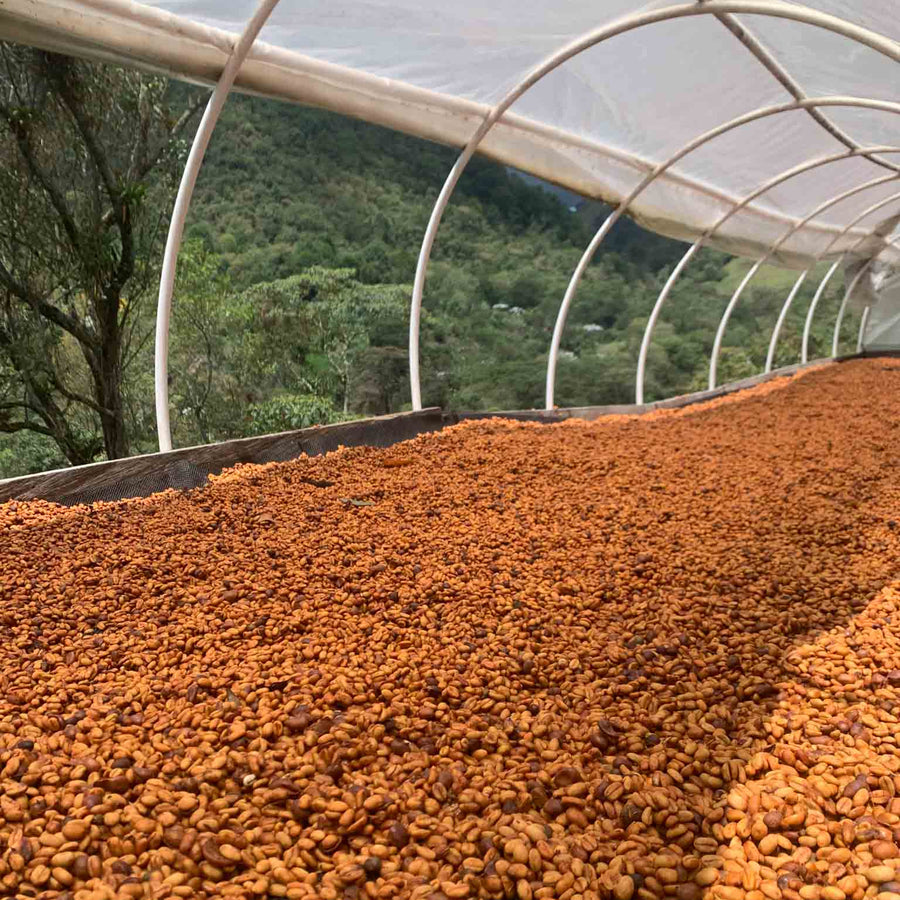 GUSTATORY Stories Colombia La Palma y El Tucan Lactic Gesha Coffee (#022)