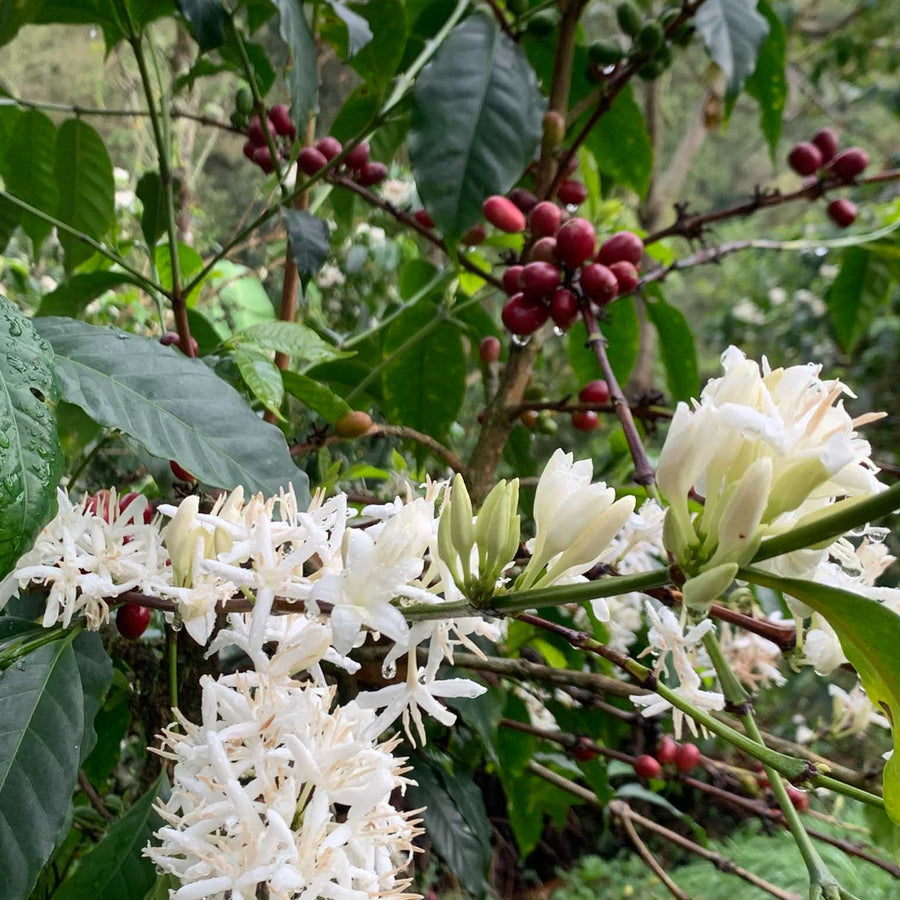 GUSTATORY Stories Colombia La Palma y El Tucan Lactic Gesha Coffee (#022)